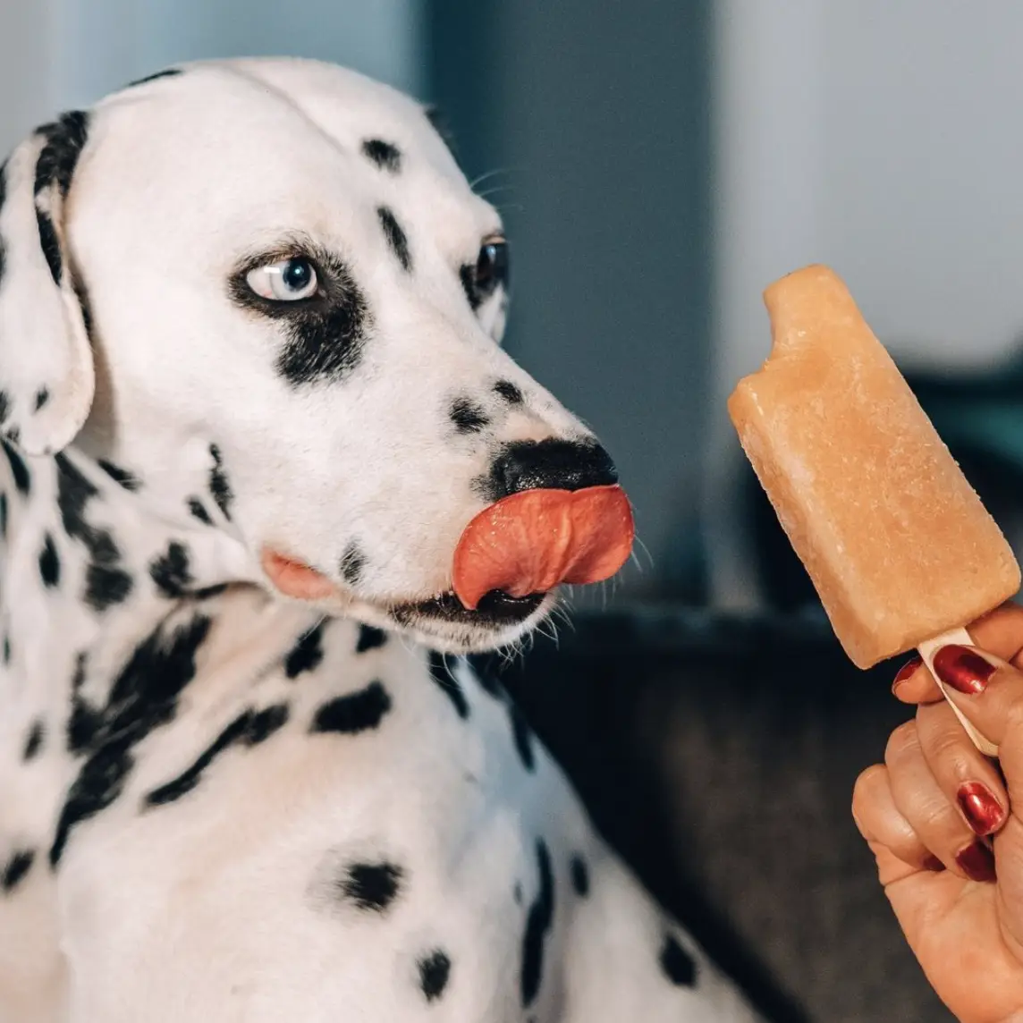 Chien tenant une paleta Papi Paletas